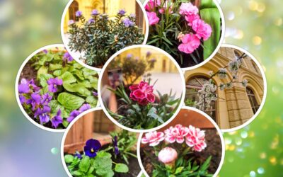 Oasi primaverile nel cuore della città – Proljetna oaza u srcu grada